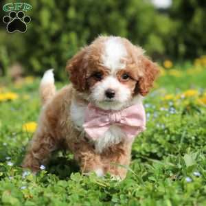 Bambi, Cavapoo Puppy